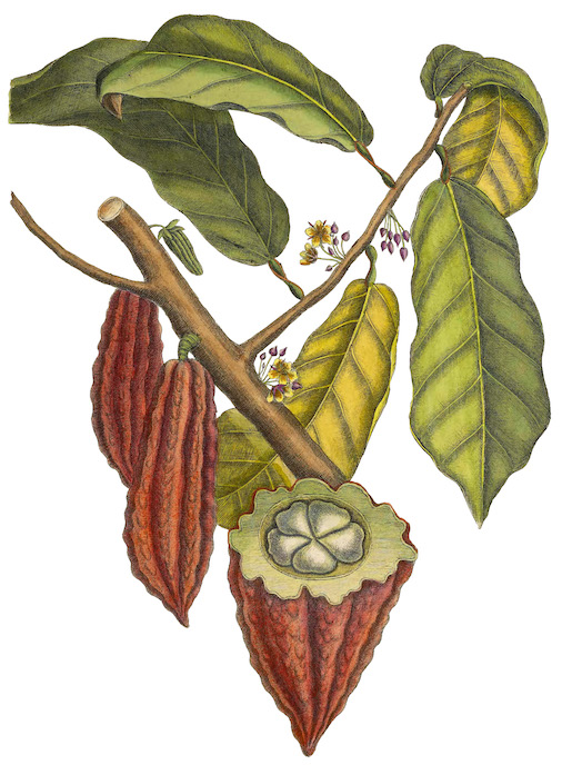 Bild: Cacao, Illustration von 1734